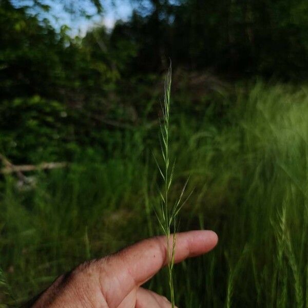 Festuca myuros Цвят