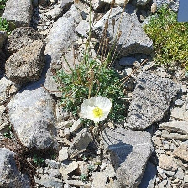 Papaver alpinum Flor