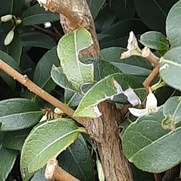 Osmanthus × burkwoodii Écorce