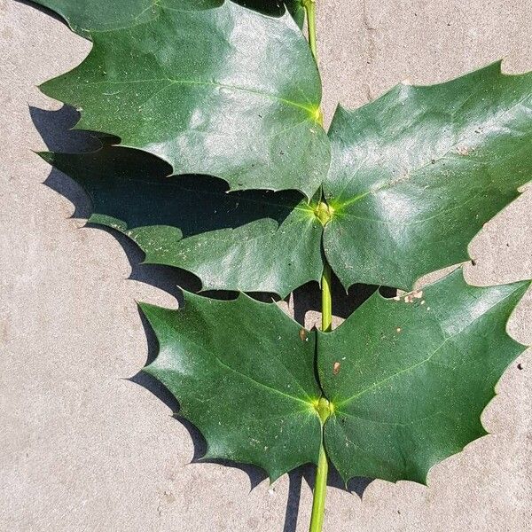 Berberis bealei Leaf