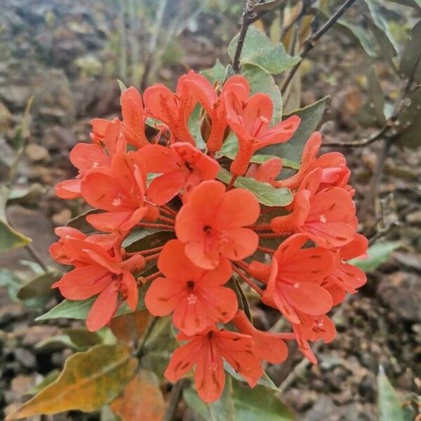 Rhododendron fallacinum Flower