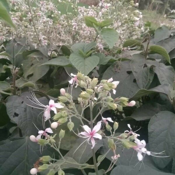 Clerodendrum infortunatum Bloem