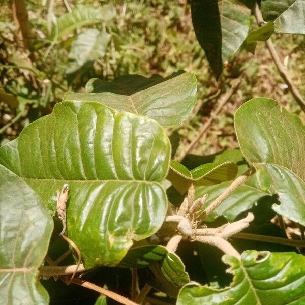 Croton megalocarpus Blad