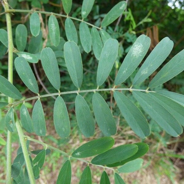 Tephrosia noctiflora Folio