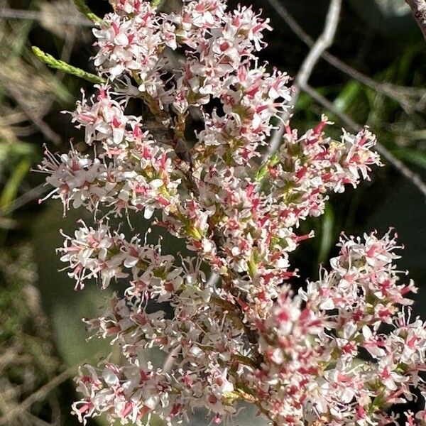 Tamarix parviflora Floro