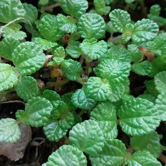 Pilea nummulariifolia Liść