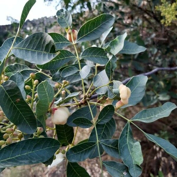 Pistacia terebinthus Frunză