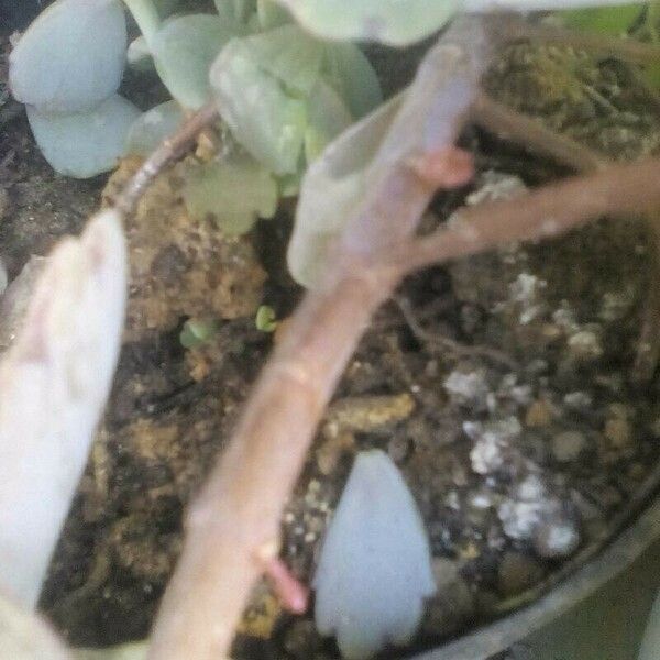 Kalanchoe fedtschenkoi кора