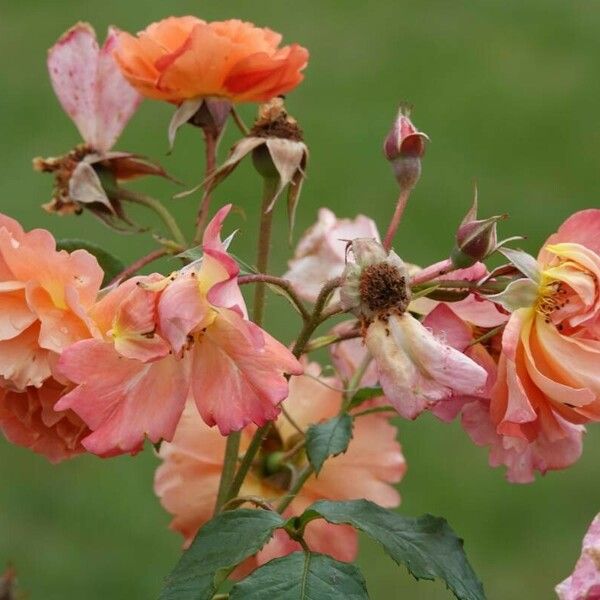 Rosa ferruginea অভ্যাস