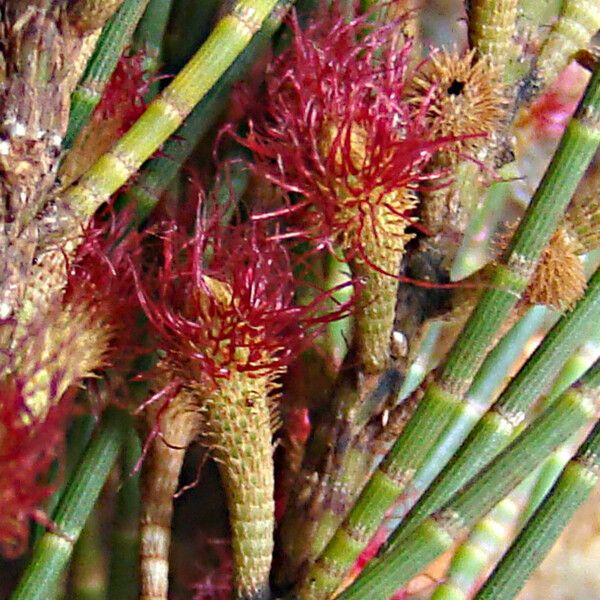 Casuarina collina Fiore