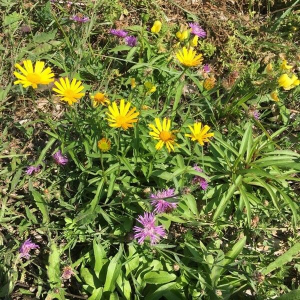 Buphthalmum salicifolium Vekstform