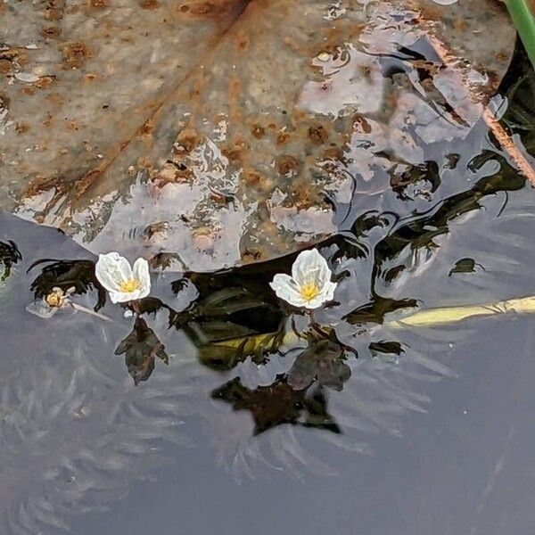 Elodea densa Žiedas