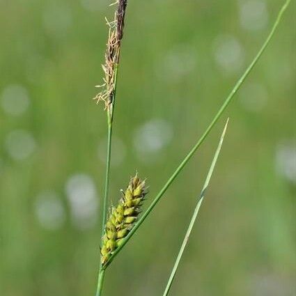 Carex lasiocarpa Frugt