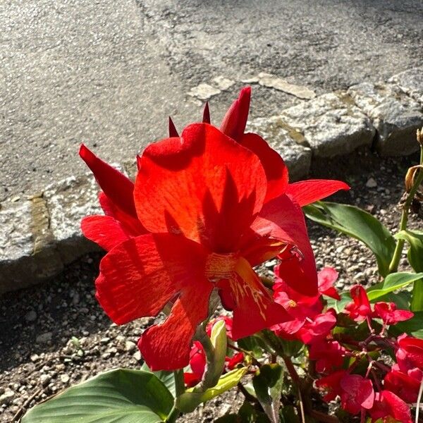 Canna indica Blüte