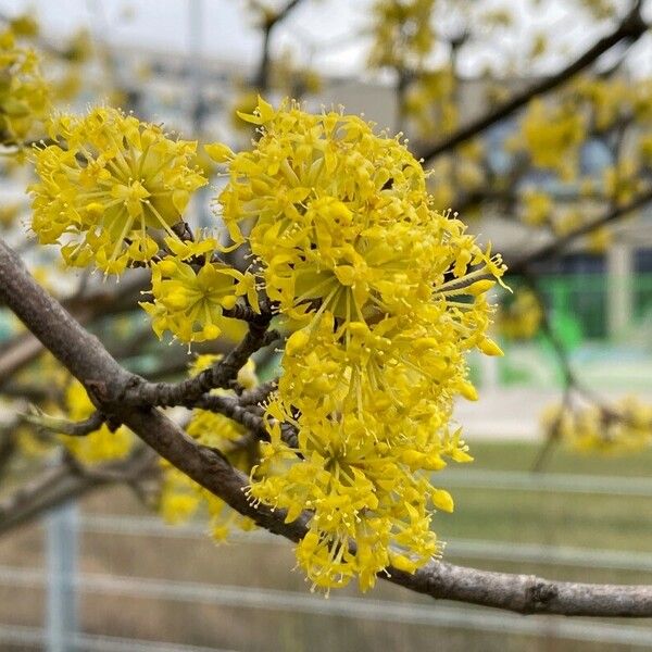 Cornus mas Fiore