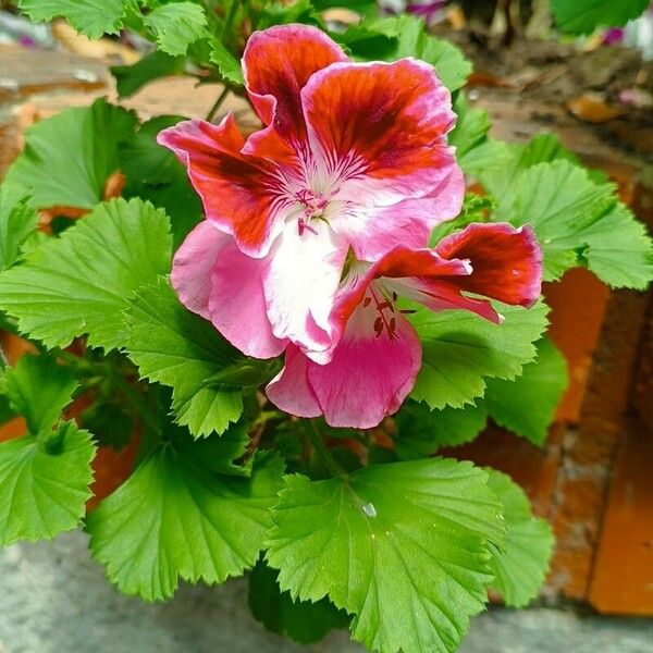 Pelargonium grandiflorum Kwiat