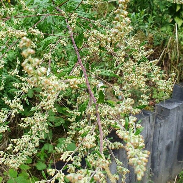 Artemisia vulgaris Blüte