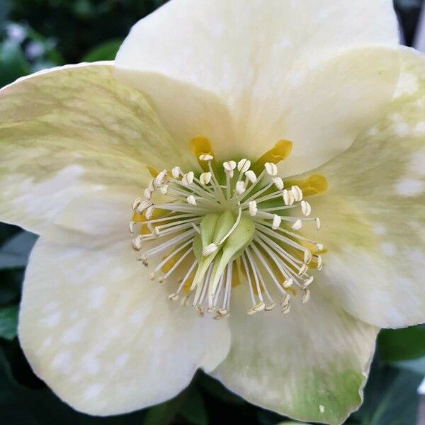 Helleborus niger Lorea