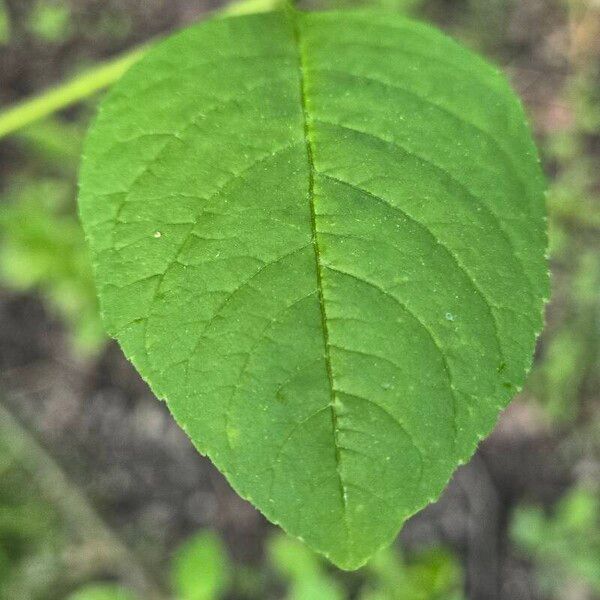 Fraxinus pennsylvanica Foglia