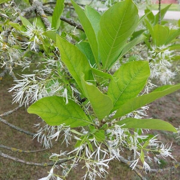 Chionanthus virginicus Lehti