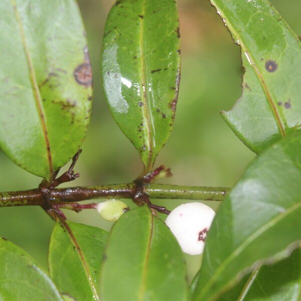 Chiococca alba Fruit