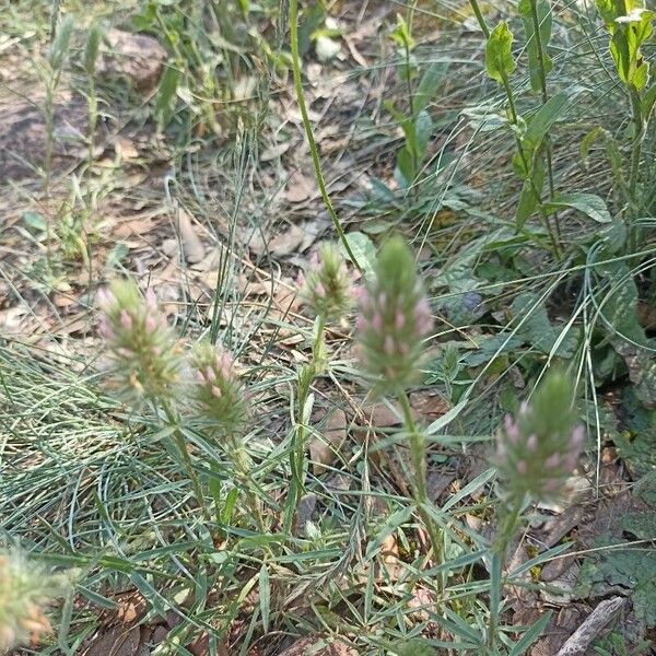 Trifolium angustifolium Flower
