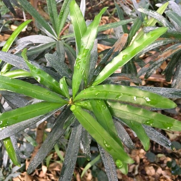 Podocarpus costalis Blatt