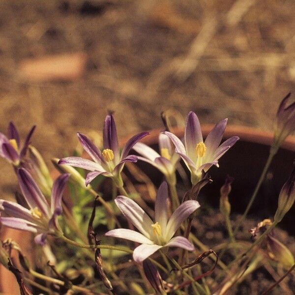 Brodiaea orcuttii Kwiat