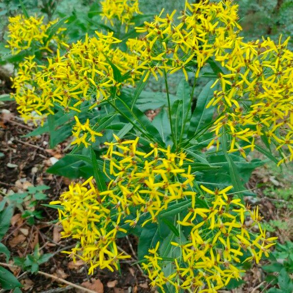 Senecio ovatus Blüte