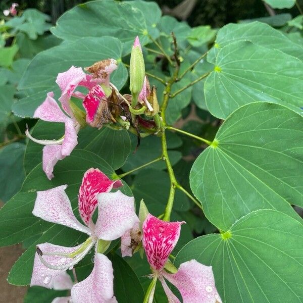 Bauhinia monandra List