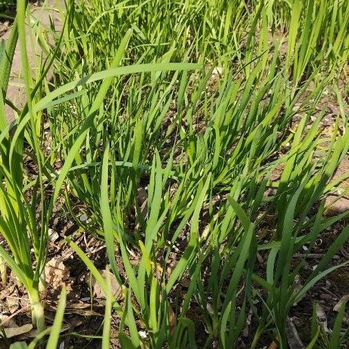 Allium fistulosum Habitus