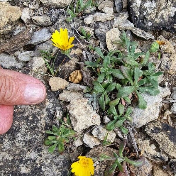 Calendula suffruticosa অভ্যাস