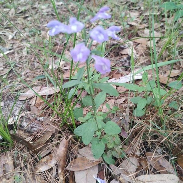 Scutellaria integrifolia 葉