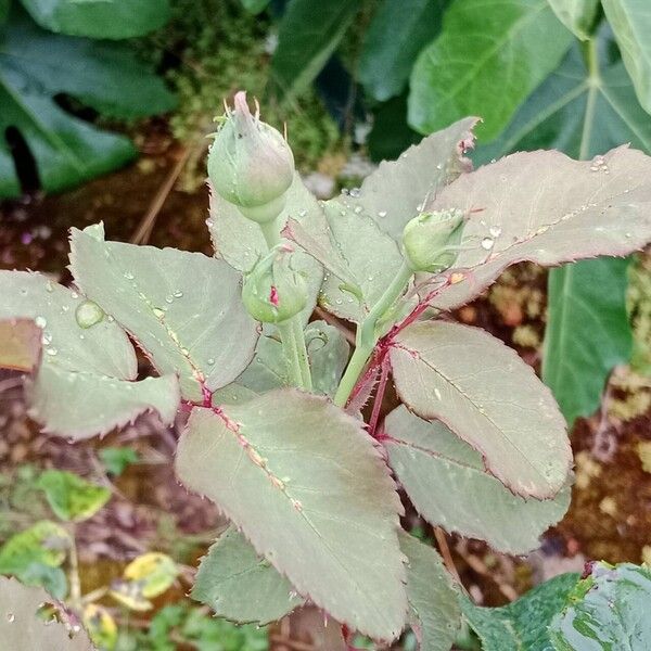 Rosa lucieae Folha