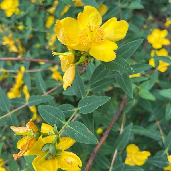 Hypericum patulum Flor