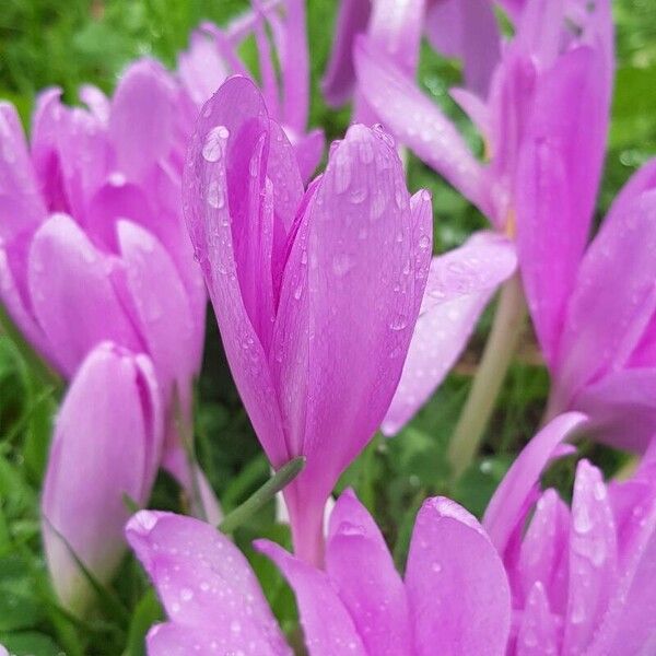 Colchicum autumnale Flor