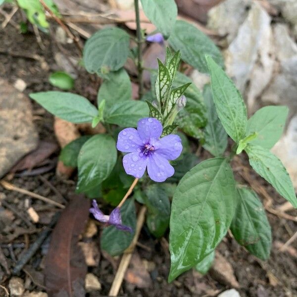 Eranthemum pulchellum Blomst