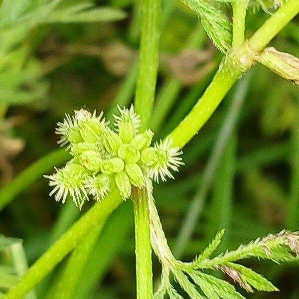 Torilis nodosa Fruit