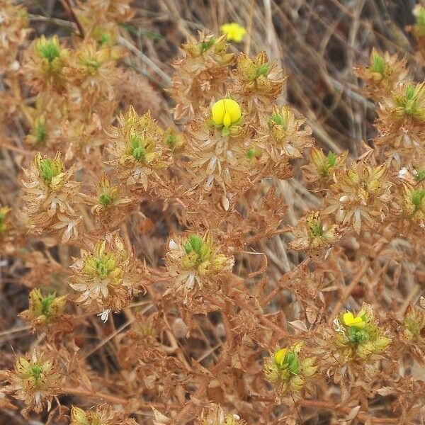 Ononis pubescens Flower