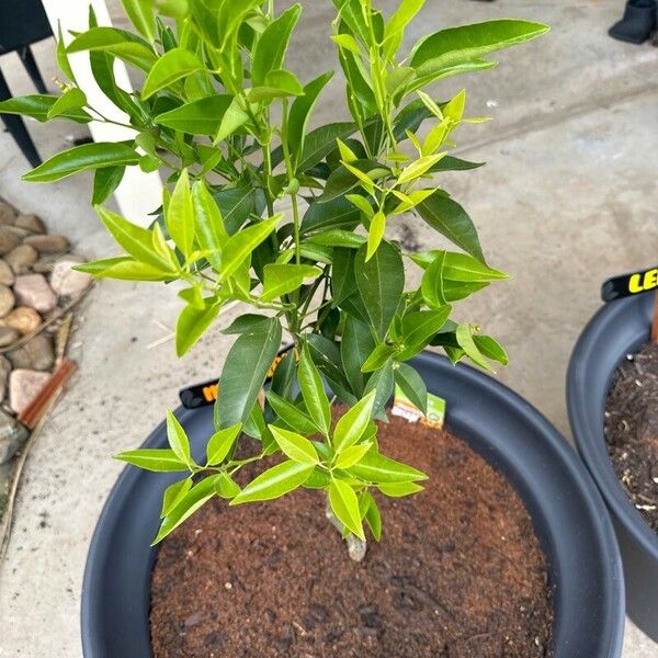 Citrus japonica Folla