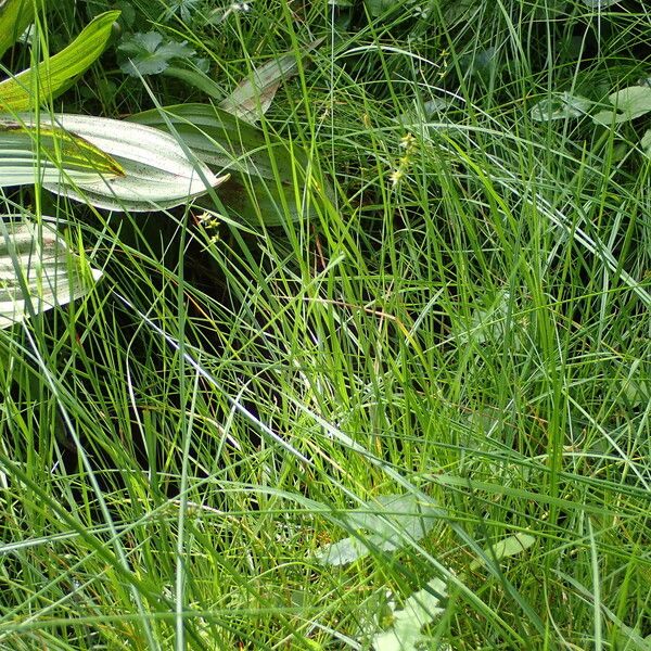 Carex echinata Habitatea