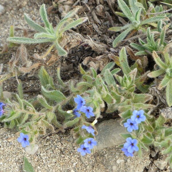 Alkanna tinctoria 整株植物