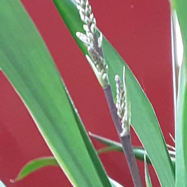 Cordyline stricta Flor