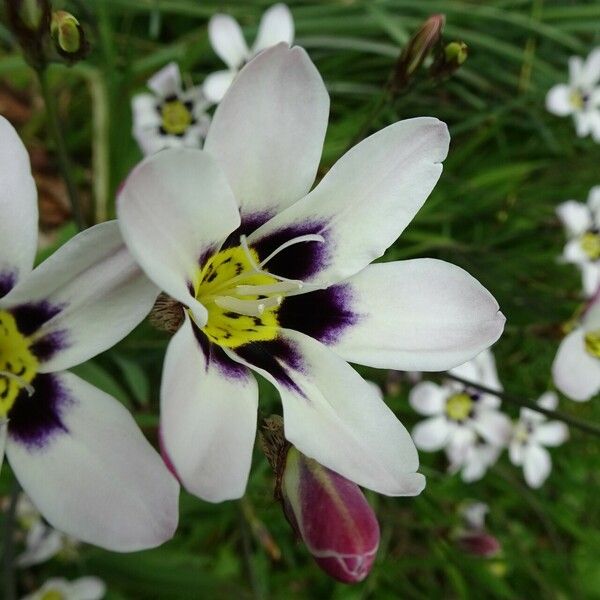 Sparaxis bulbifera Flower