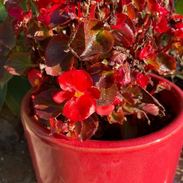 Begonia cucullata Цвят