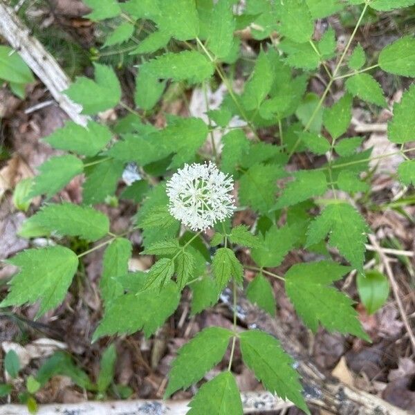 Actaea pachypoda 花