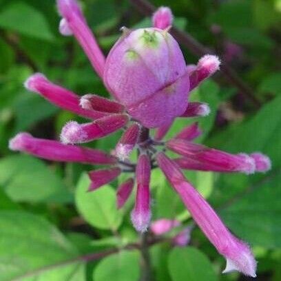 Salvia involucrata Кветка