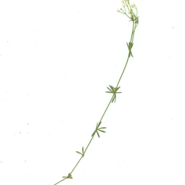 Galium pumilum Habitus