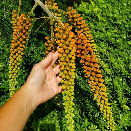 Colvillea racemosa Lorea