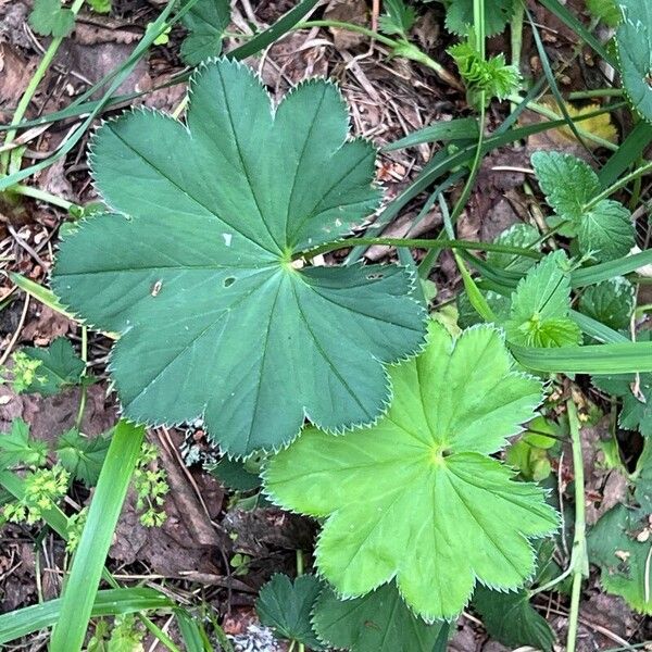 Alchemilla subcrenata Φύλλο